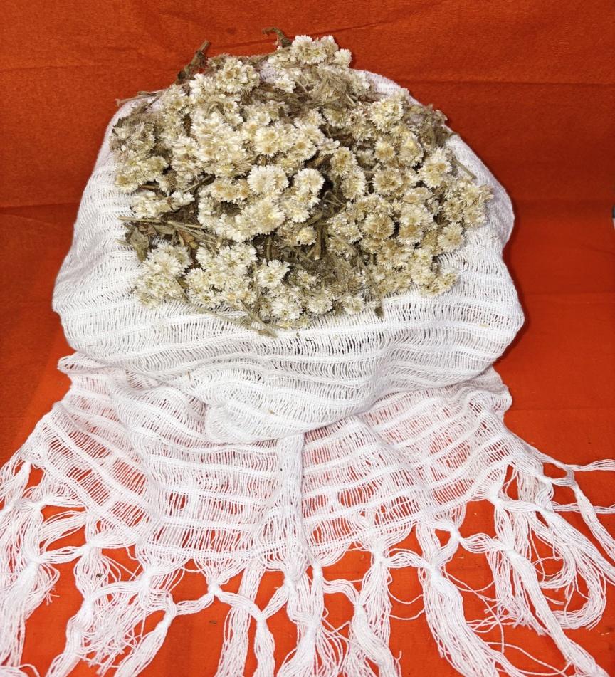 Gordolobo (Mexican Mullein Flowers)