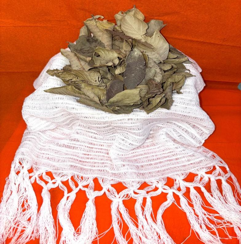 Guava Leaf Tea – Natural Wellness in Every Cup